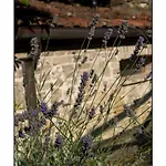 Casale Virgili Bed & Breakfast Siena